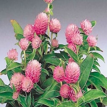 Gomphrena Globosa Pembe Medine Çiçeği Tohumu 50 Tohum N11524