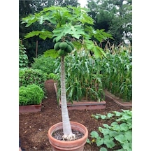 Tohumculuk Ithal Tropikal Saksılık Papaya Meyvesi Tohumu Bodur Papaya 3 Tohum