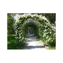 Kar Beyazı Yediveren Sarmaşık Gül Fidanı 5 Adet 10-25 Cm