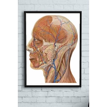Pster10256 Biyoloji Eğitim Çerçeveli Tablo 50x70cm