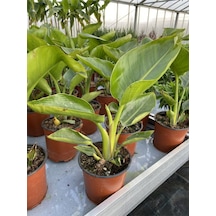 Bodur Starliçe Çiçeği Turuncu Cennet Kuşu 20-45cm Strelitzia Reginae