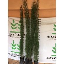 4 ADET 200 CM ÜSTÜ KARA SELVİ FİDANI