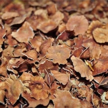 Kara Çalı Pulu 500gr