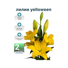 Yelloween Çeşidi 2 Adet Zambak Soğanı