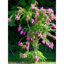 Videolu Pembe Oya Ağacı Fidanı 1 Adet Saksılı Dış Mekan Bitkisi Lagerstroemia Indica