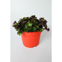Callisia Repens Turtle Vine Dekoratif Sarkan Ev Bitkisi