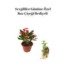 Kadınlar Gününe Özel Kırmızı Renk Milli Diken-kaktüs Buz Çiçeği Hediyeli