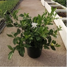 Videolu Anneler Gününe Özel Gardenya 40 50 Cm 1 Adet Saksılı Iç Mekan Bitkisi Gardenia
