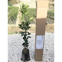 Tüplü Aşılı Red Blood Orange Portakal Fidanı 2 Yaş 90-110 Cm Boy