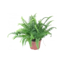 Aşk Merdiveni Nephrolepis 20-40 Cm