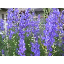 Blue Spike Delphinium Hezaren Çiçeği Tohumu 50 Tohum