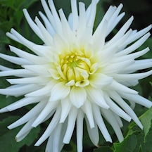 Dev Çiçekli My Love Dahlia Yıldız Yumrusu 1 Adet