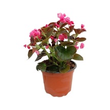 Begonia Begonya Çiçeği Pembe 10-20 Cm
