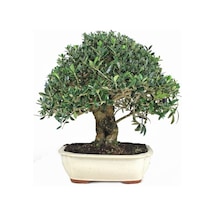 Bodur Defne Bonzai Ağacı Tohumu 3 Adet Bonsai Ağacı Tohumu