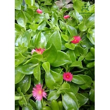Yayılıcı Buz Çiçeği 10 Adet Viyolde 10-15cm Delosperma