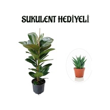 Avantajlı Parlak Canlı Yapraklı Kauçuk Bitkisi Sevgililer Gününe Özel Sukulent