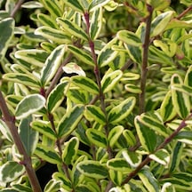 Yayılıcı - Yer Örtücü 'lonicera Lemon Beauty' 5'liset