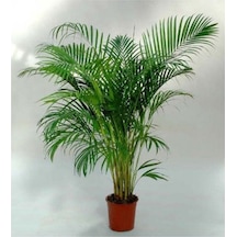 Areka Palmiyesi 100 -120cm Areka-palmiyesi