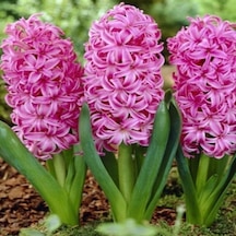 Dark Pink Pearl Sümbül Soğanı 3 Adet