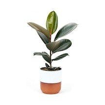 Kauçuk - Ficus Elastica Robusta Canlı Salon Bitkisi 20-45cm