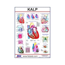 KALP LEVHASI EDULAB