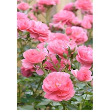 Formlu Yoğun Kokulu Pembe Gül Fidanı 1 Adet Saksılı 30-60cm Pink Rose