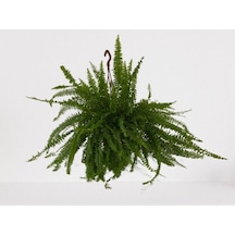 Aşk Merdiveni Askılı Nephrolepis 30-40 Cm