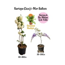 Kartopu Çiçeği 1 Adet+mor Salkım 1 Adet+turuncu Gazanya Saksılı Bahçe Seti