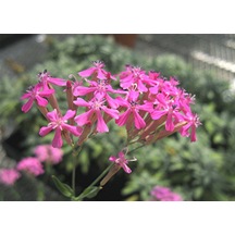 Lila Renkli Silene Nakil Çiçeği Tohumu 50 Tohum