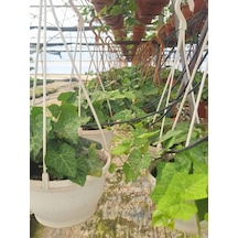 Hedera Helix Sarmaşığı Makrome Saksıda 1 Adet Saksılı 30-40cm