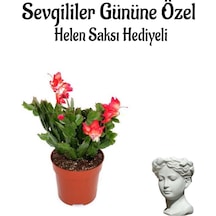 Anneler Gününe Özel Kırmızı Renk Yılbaşı Çiçeği Helen Saksı Hediyeli