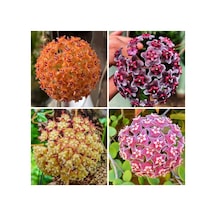 Mum Çiçeği Fidanı Beyaz 10-20 Cm