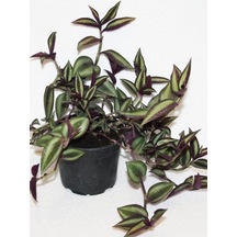 Alacalı Tradescantia Zebrina Telgraf Çiçeği 1 Adet Saksılı