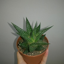Haworthia Limifolia 15 Adet