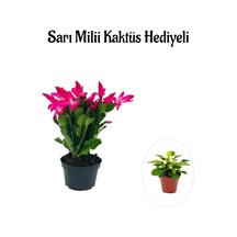 Kadınlar Gününe Özel Pembe Renk Yılbaşı Çiçeği Sarı Milii Kaktüs Hediyeli