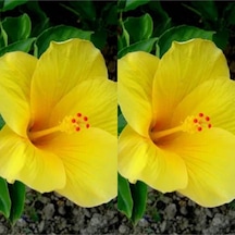 Videolu 1 Adet Sarı Japon Çiçeği 20-30 Cm Tüplü Çiçekli Bodur Bitkiler Camellia