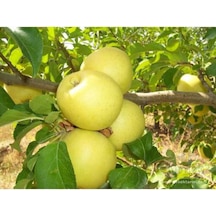 Golden Elma Fidanı Aşılı - 2 Yaş Tüplü 80-100 Cm