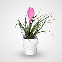 Hava Bitkisi (Tillandsia) Airplant  15-20 cm 2 Adet