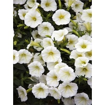 Beyaz Petunya Çiçeği 1 Adet Sarkaç Askılı 30-45cm Ters Balkon Bitkisi Petunia