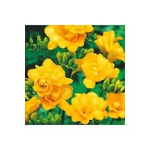 30 Adet Sarı Frezya Çiçeği Soğanı Mis Kokulu Katmerli