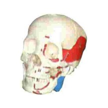 Çağrı Medikal Renkli Kafatası Maketi, Doğal Boyut