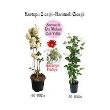Kartopu Çiçeği 1 Adet +hanıme Çiçeği 1 Adet+pembe Gazanyasaksılı Bahçe Seti