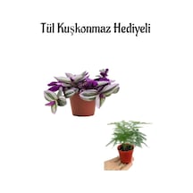 Şeker Pembe Telgraf Çiçeği Kadınlar Gününe Özel Tül Kuşkonmaz