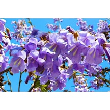 Tüplü Dünyanın En Hızlı Büyüyen Agacı Paulownia Pavlonya Fidanı