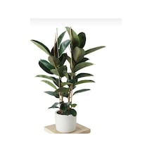 Kauçuk Çiçeği Tek Gövde 80-90 Cm Ficus Elastica Özel Kutulu