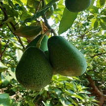Avokado 2 Kg Anamur