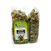 İlayda Aslan Pençesi 35 G