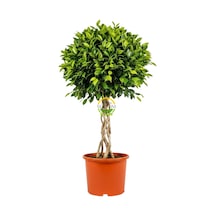 Ficus Benjamin Bitkisi Kafes Örgülü 120-140cm