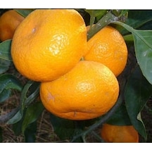 Tüplü Mihovaze Mandalina Fidanı Yaş 1-2 Boy 90-110cm