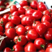 Sunagri Chery Domates 400 Adet Tohum